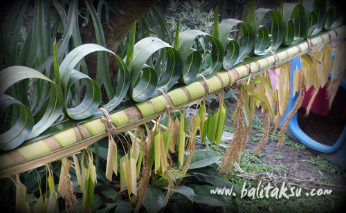 Buat Penjor Galungan