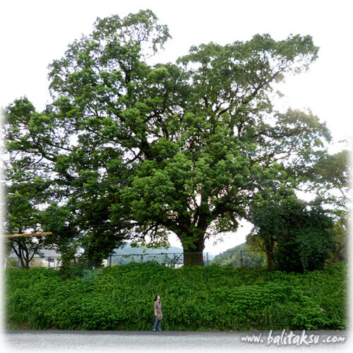 福岡のバリ舞踊・糸島市 長糸小学校の大楠。創作バリ舞踊Under The Tree三部作をこの樹の下で踊りたい。糸島市出身のプロ・バリ舞踊家井上真由美とバリ・ガムラン演奏家の夫カデ・フェリが綴る「九州にバリ舞踊のイベントを興す」経緯のテキスト