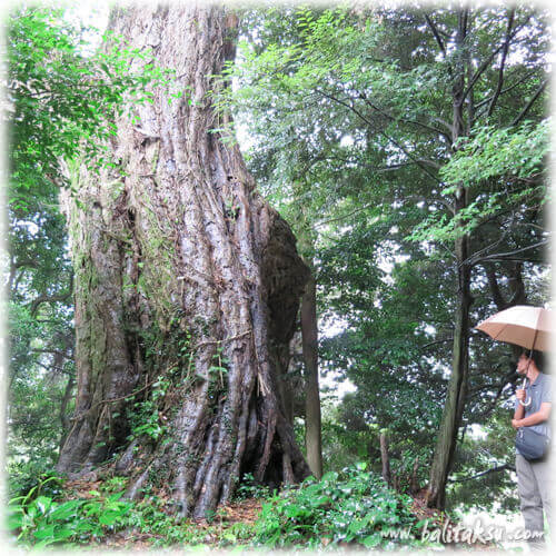 福岡・糸島のバリ舞踊・仲哀天皇伝説のある糸島市の宇美八幡宮、そして古墳群でバリ舞踊公演を行うのが我々夫婦の長年の夢でした。創作バリ舞踊Under The Tree三部作を、この樹の下で踊りたい。福岡出身（糸島市）で、プロとしてバリ島でバリ舞踊家となり、舞踊団を作っている井上真由美と、同じく楽団を設立したバリ・ガムラン演奏家の夫カデ・フェリが綴る「九州にバリ舞踊のイベントを興す」経緯のテキスト